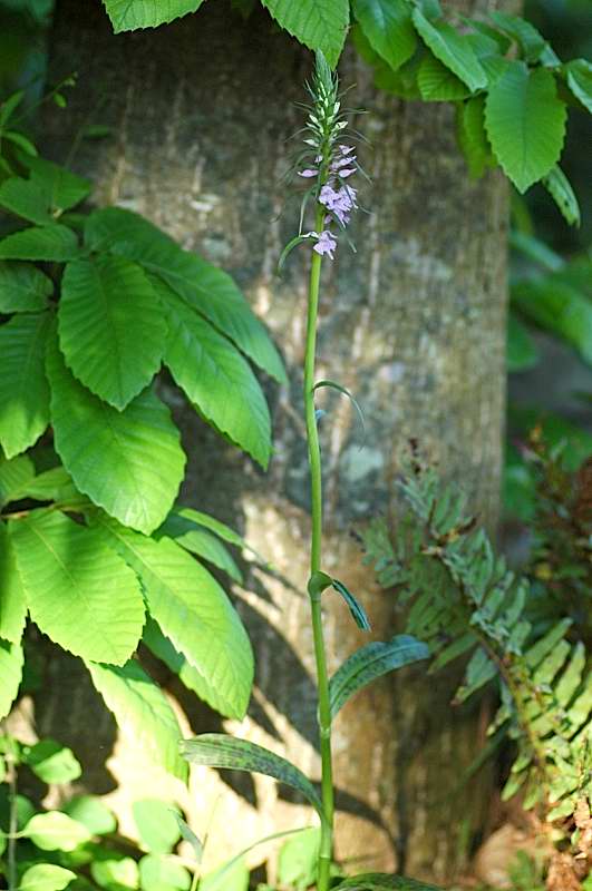 Dactylorhiza maculata